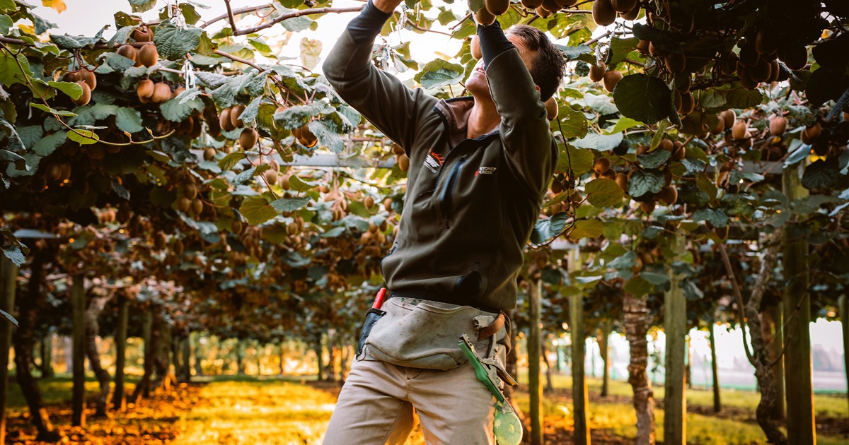 Livaux gold kiwifruit hand-harvested at a New Zealand orchard
